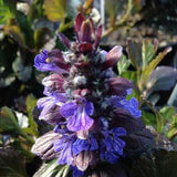 A close-up of Ajuga 'Black Scallop' with glossy dark burgundy foliage and spikes of violet-colored flowers.