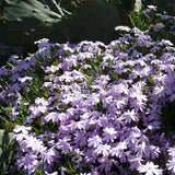 Phlox subulata 'Blue Emerald'