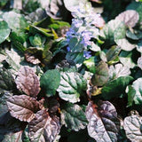 Ajuga 'Bronze Beauty'