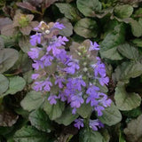 Ajuga 'Bronze Beauty'