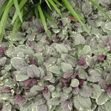 Ajuga reptans 'Burgundy Glow'