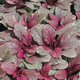 Ajuga reptans 'Burgundy Glow'