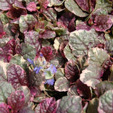 Ajuga reptans 'Burgundy Glow'