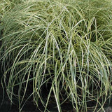 Carex 'Evergold'