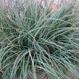 The arching blue green leaves of Carex flacca - Blue Sedge