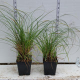 Carex flacca - Blue Sedge in 3-1/2 inch Pots