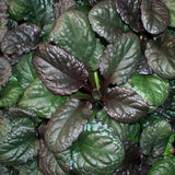 Ajuga 'Catlin's Giant'