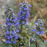 Ajuga 'Catlin's Giant'