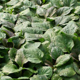 Ajuga 'Catlin's Giant'