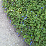 Hardy Plumbago - Ceratostigma