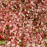 Hardy Plumbago - Ceratostigma - fall color