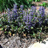Ajuga reptans 'Chocolate Chip'