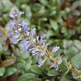 Ajuga reptans 'Chocolate Chip'