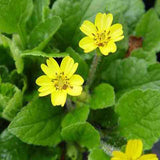 Chrysogonum virginianum is a wonderful native ground cover plant