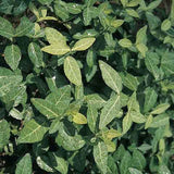 Euonymus fortunei 'Coloratus' is a workhorse among ground covers
