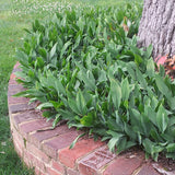 Lily-Of-The-Valley Bare Root Crowns (Minimum Quantity: 25 Crowns)