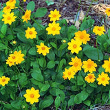 Dwarf Mouse-ear Coreopsis