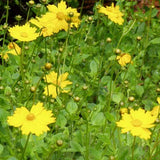 Dwarf Mouse-ear Coreopsis