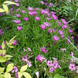 Delosperma - Ice Plant