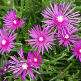 Delosperma - Ice Plant