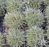 Dianthus plant samples in 3-1/2 inch pots