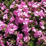 Phlox subulata 'Drummond's Pink'
