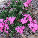 Phlox 'Drummond Pink' close up