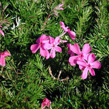 Phlox subulata 'Drummond's Pink'