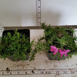 Phlox subulata 'Drummond's Pink'