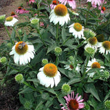 Echinacea purpurea 'White Swan'