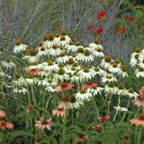 Echinacea purpurea 'White Swan'