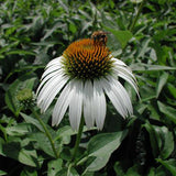 Echinacea purpurea 'White Swan' with bee