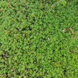 Thymus serpyllum 'Elfin'