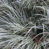 Carex 'Evergold' winter color