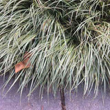 Carex 'Evergold' edging