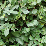 Ficus pumila - Creeping Fig closeup view