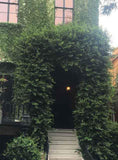 Creeping fig over entrance in Savannah, GA