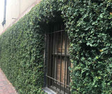 Creeping fig on wall in Savannah