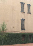 Creeping fig on wall in Savannah, GA