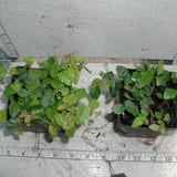 Ficus pumila, Ficus repens, Creeping Fig in pots