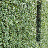 Ficus pumila - Creeping Fig on brick wall in Savannah, GA