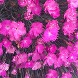 Dianthus 'Fire Witch' - 3.5 inch Pots (Minimum Quantity: 25 Plants)
