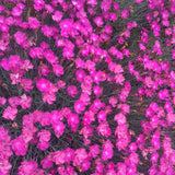 Dianthus 'Fire Witch' - 3.5 inch Pots (Minimum Quantity: 25 Plants)