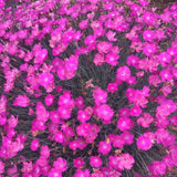Dianthus 'Fire Witch' - 3.5 inch Pots (Minimum Quantity: 25 Plants)