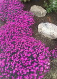 Dianthus 'Fire Witch' - 3.5 inch Pots (Minimum Quantity: 25 Plants)