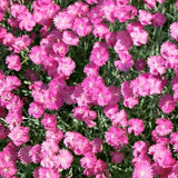 Dianthus 'Fire Witch'
