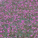 Mass planting of Dianthus 'Fire Witch'