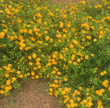 Lantana 'New Gold' - 3.5 inch Pots (Minimum Quantity: 25 Plants)