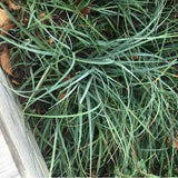 Carex flacca by path