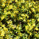 Carolina Jessamine - 3.5 inch Pots (Minimum Quantity: 25 Plants)